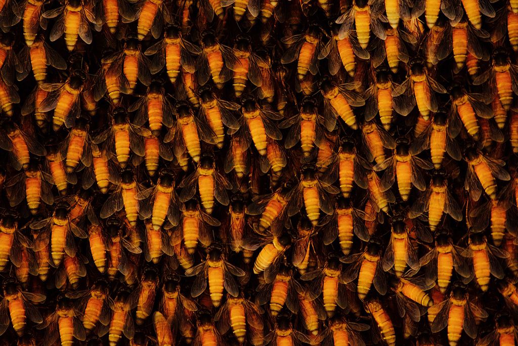 The Shimmering - Asia's Giant Honeybees